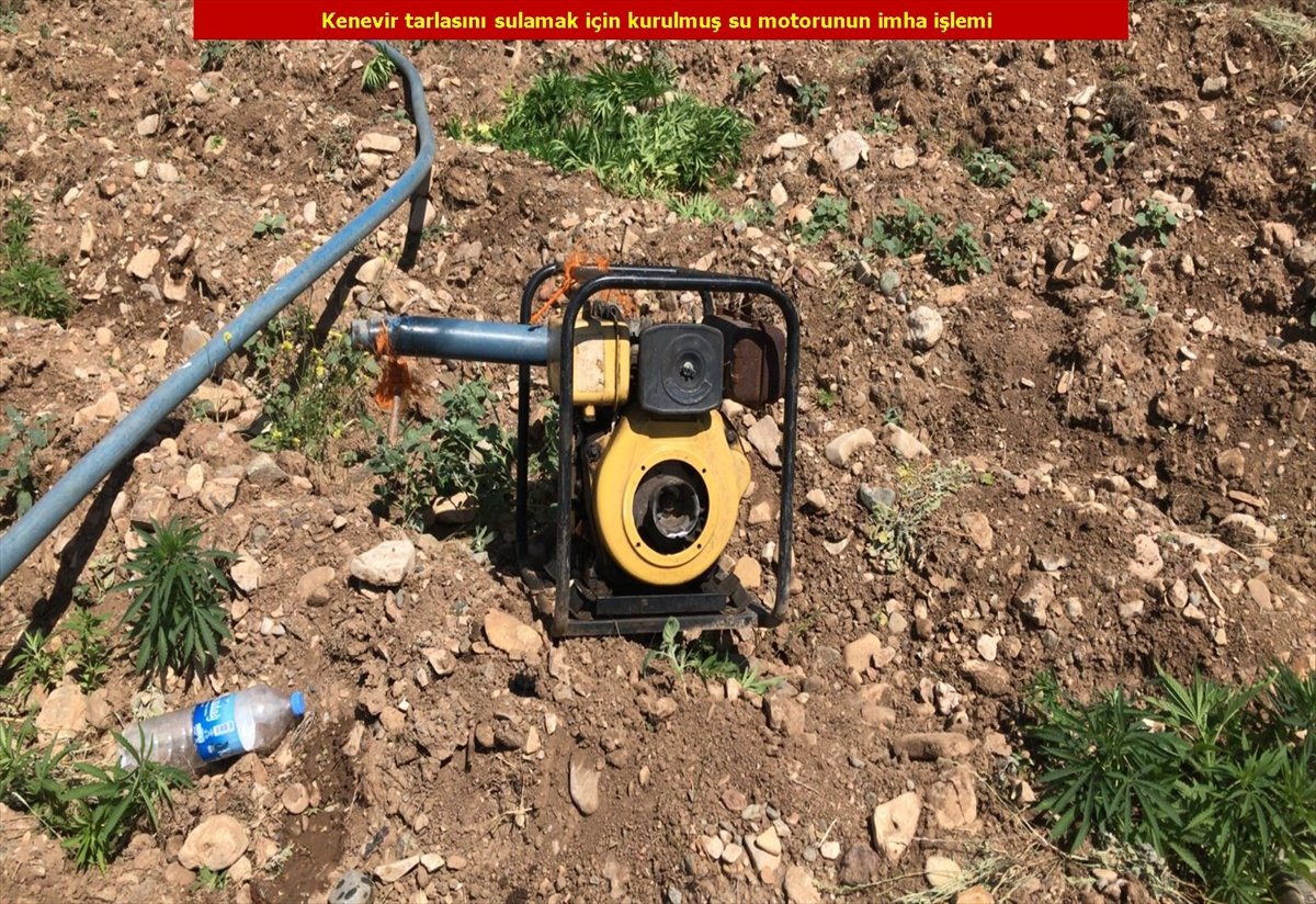 Diyarbakır'da son 4 yılın rekoru: 7.5 milyon kök kenevir