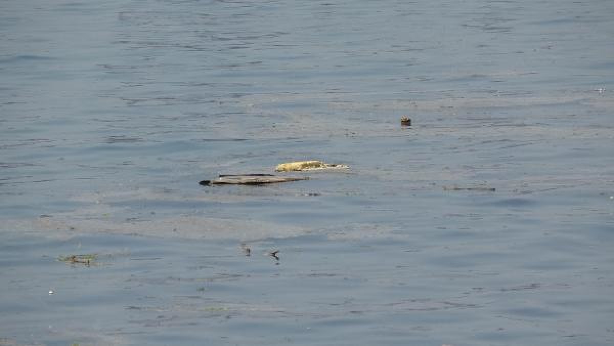 Kocaeli'de derenin kirlettiği plajda yüzdüler