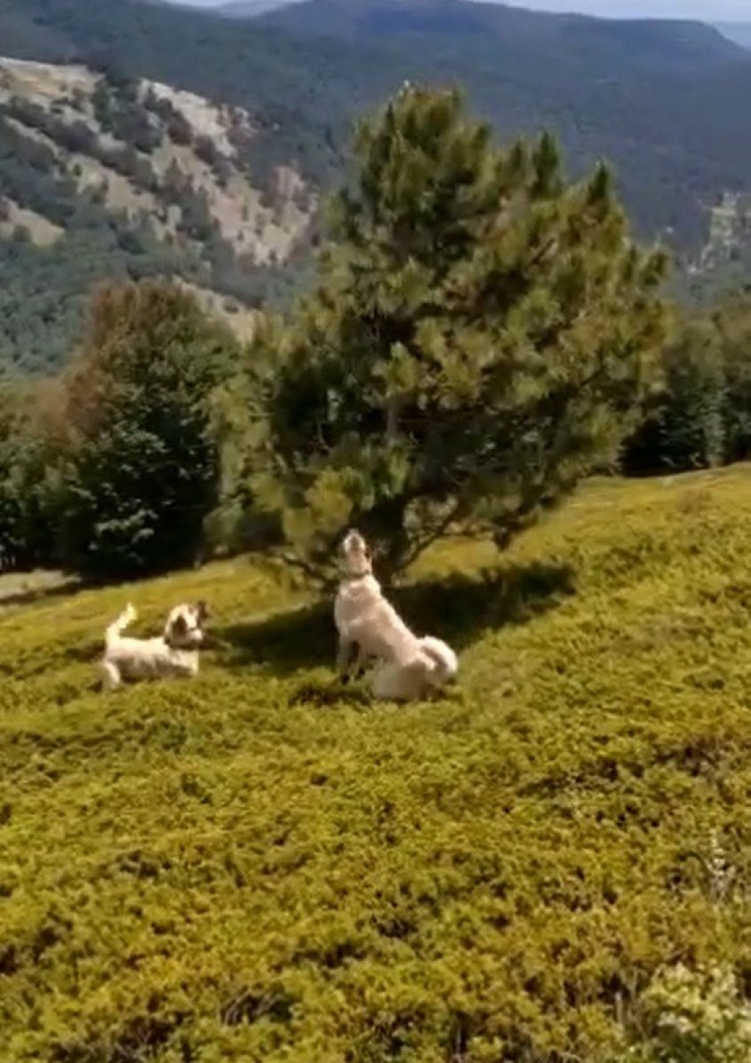 Bursa'da köpeklerin kovaladığı ayılar ağaca tırmandı