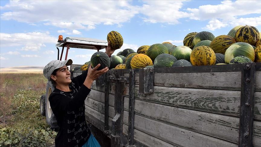Mihriban, kavun tarlasından Avrupa Şampiyonası'na koşuyor