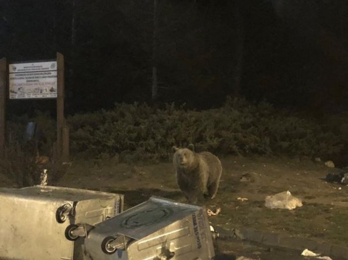 Uludağ'da aç kalan ayılar vatandaşa saldırdı