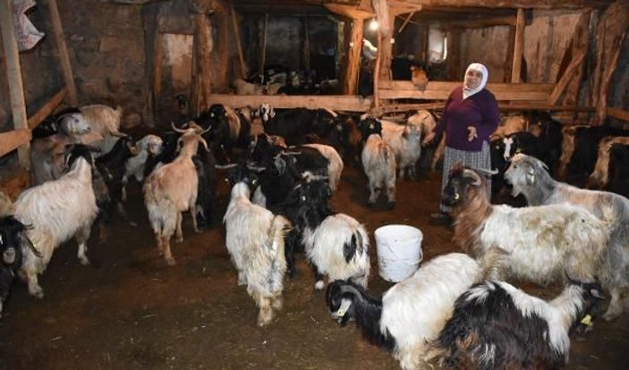 Sivas'ta koyun- keçi vebası paniği