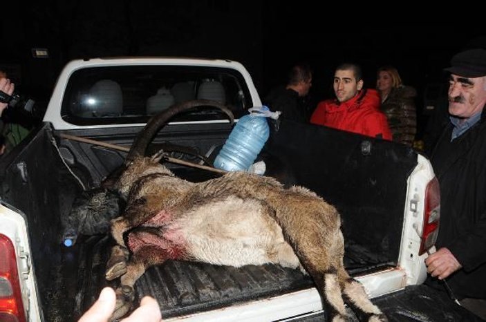 Koruma altındaki keçiyi yakalayanlar yakalandı