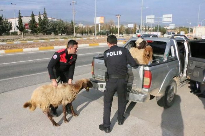 Polis, kamyonetten kaçan koyunları yakaladı