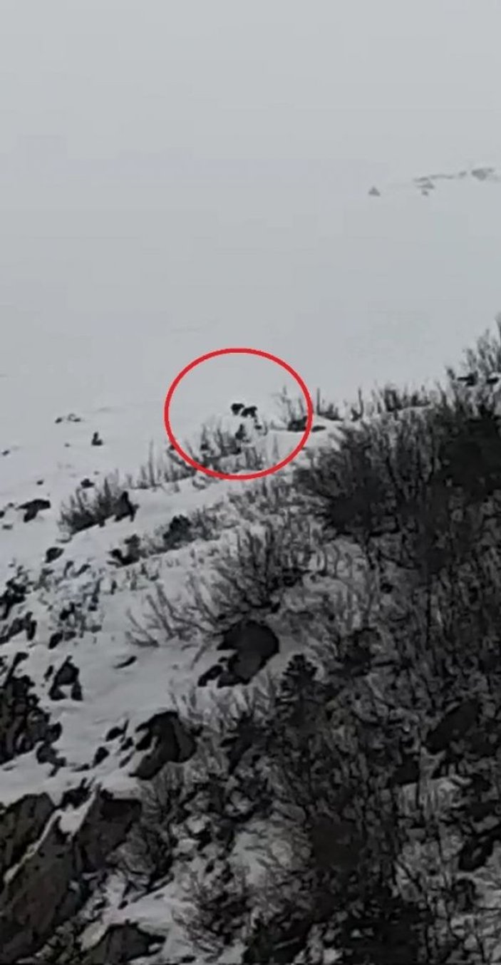 Uludağ’da kış uykusuna yatmayan ayılar görüntülendi