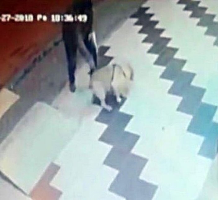 İzmir'de köpeğe sopa ile saldırı