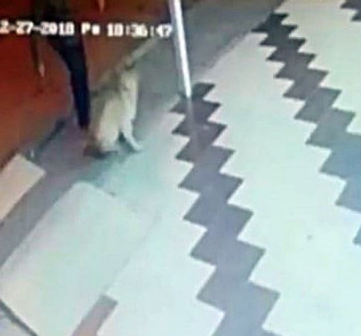 İzmir'de köpeğe sopa ile saldırı