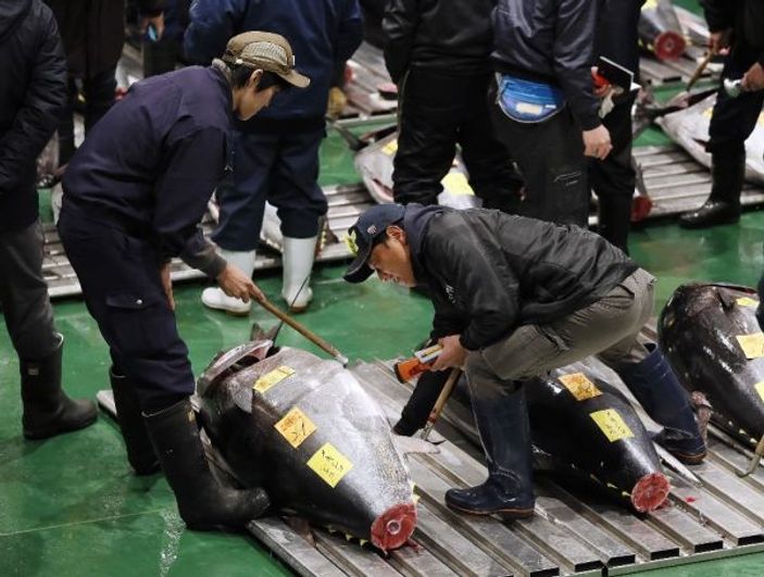 16 milyon liraya orkinos