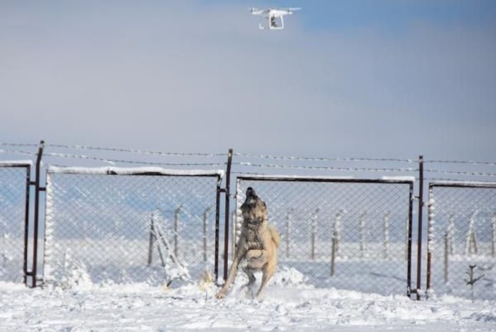 Üzerinde uçan drone'u uzaklaştırmaya çalışan Kangal