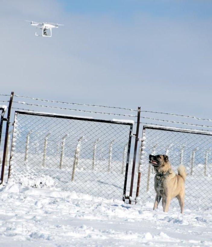Üzerinde uçan drone'u uzaklaştırmaya çalışan Kangal