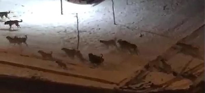 Kayseri'de köpekler kendi ırkını yedi