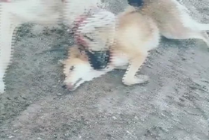 Köpek dövüştüren genç gözaltına alındı