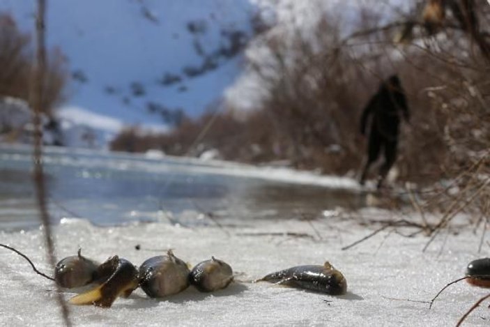 Yüksekova'da eksi 20 derecede balık avı