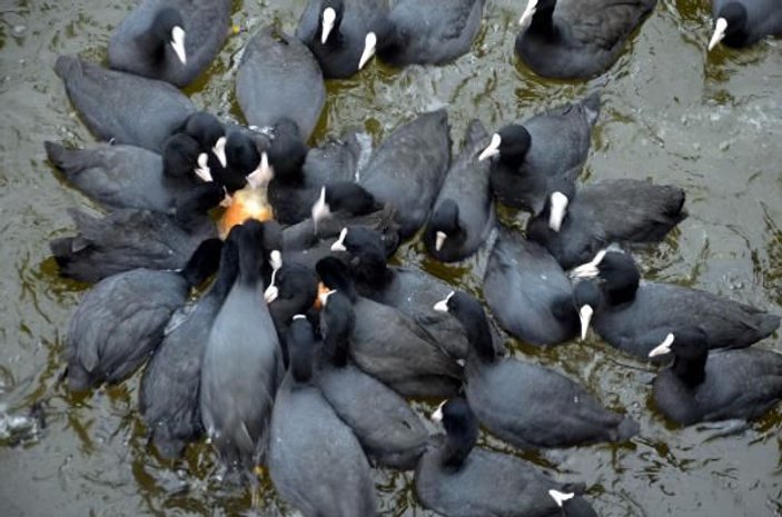 Küçükçekmece Gölü'ndeki kuşlar çöpe atılan ekmeklerle besliyorlar