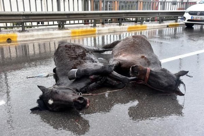 Antalya'da yaralanan atların yürek burkan görüntüsü