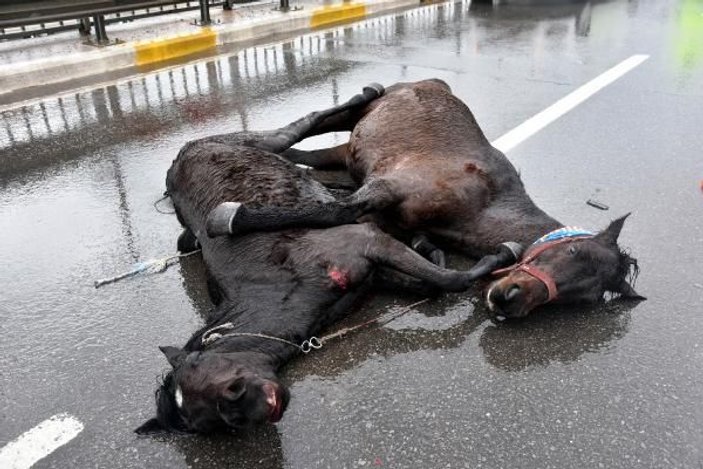 Antalya'da yaralanan atların yürek burkan görüntüsü