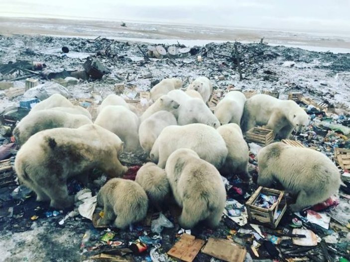 Rusya’da kutup ayıları kente indi