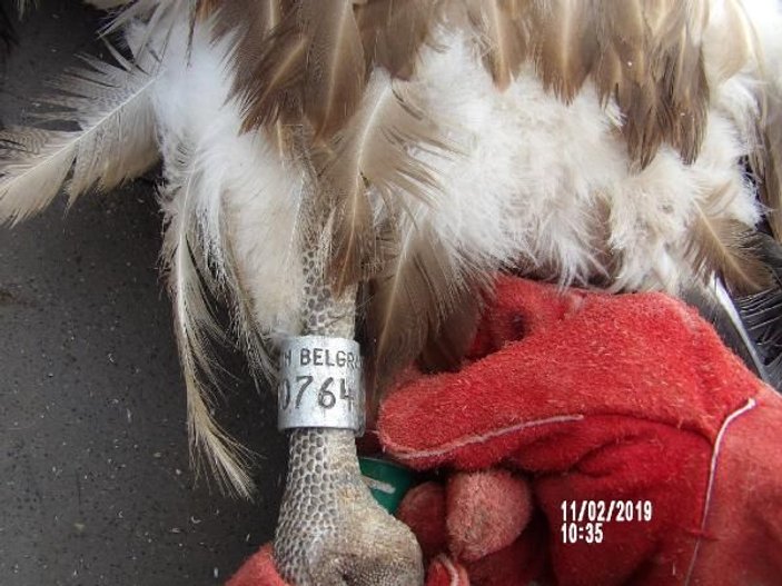 Kahramanmaraş'ta Kızıl Akbaba bulundu