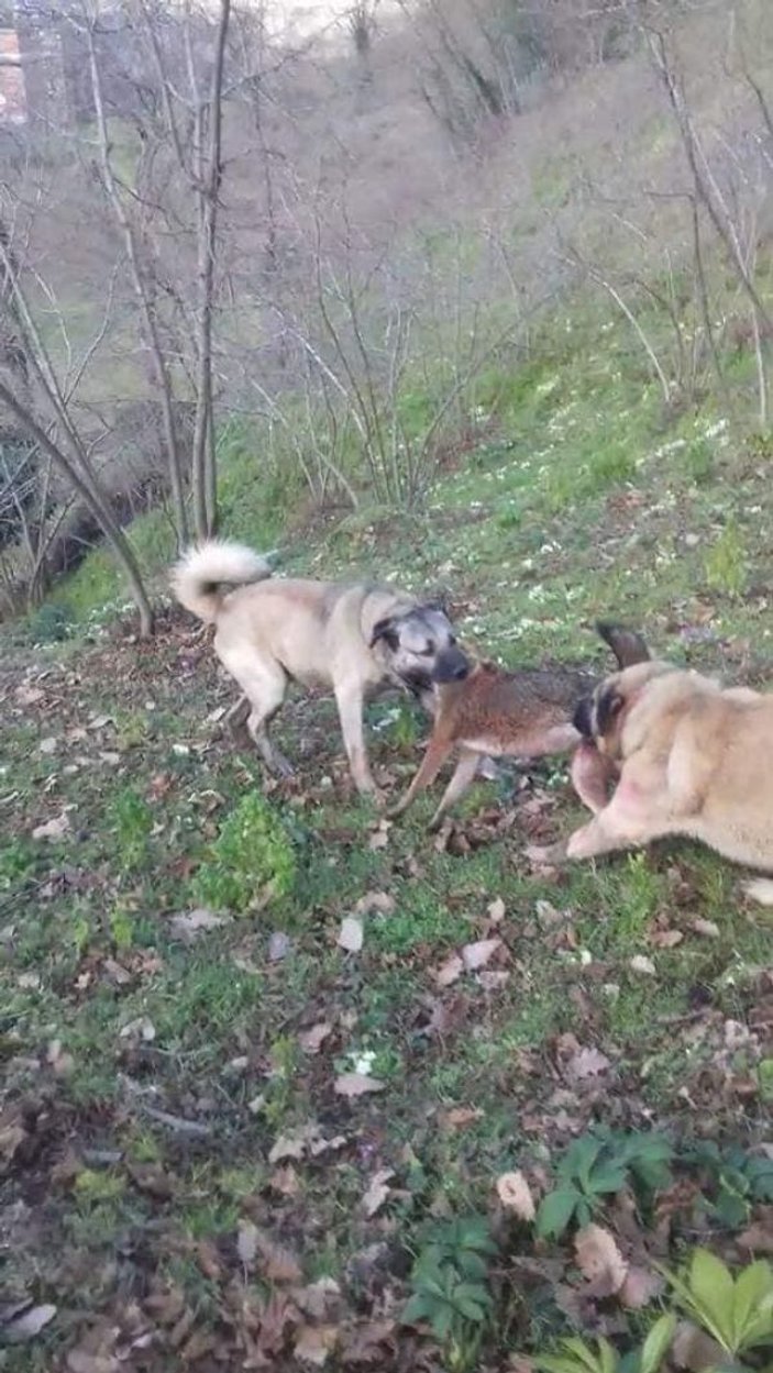 Fındık bahçesine giren kurdu köpekler öldürdü