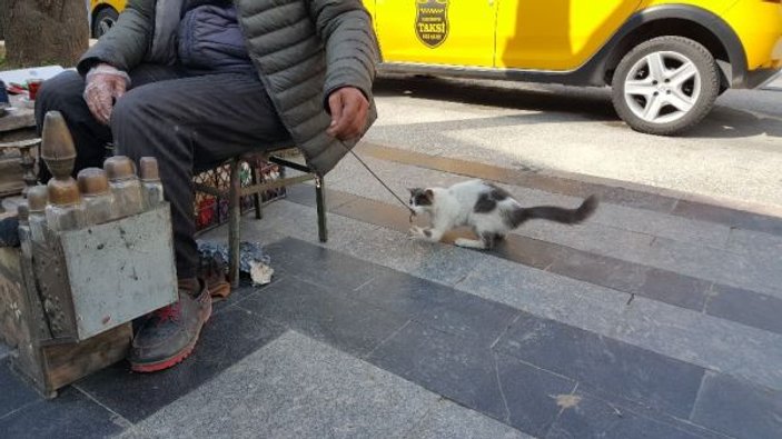 Boyacıyla sokak kedisinin dostluğu görülmeye değer