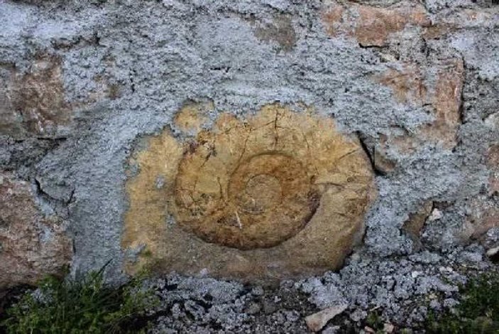 Evin duvarında salyangoz fosili bulundu