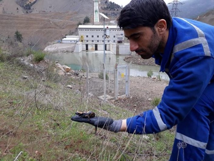 Adana’da nesli tükenmekte olan semender bulundu