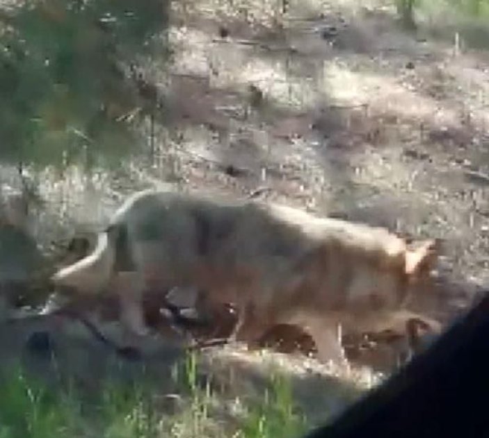 Antalya'da hayvanat bahçesinden kurt kaçtı