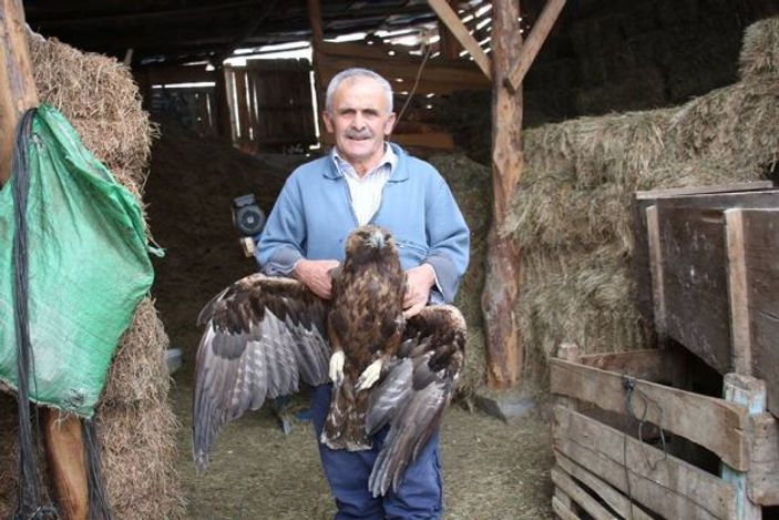 Yaralı kartala sahip çıktılar