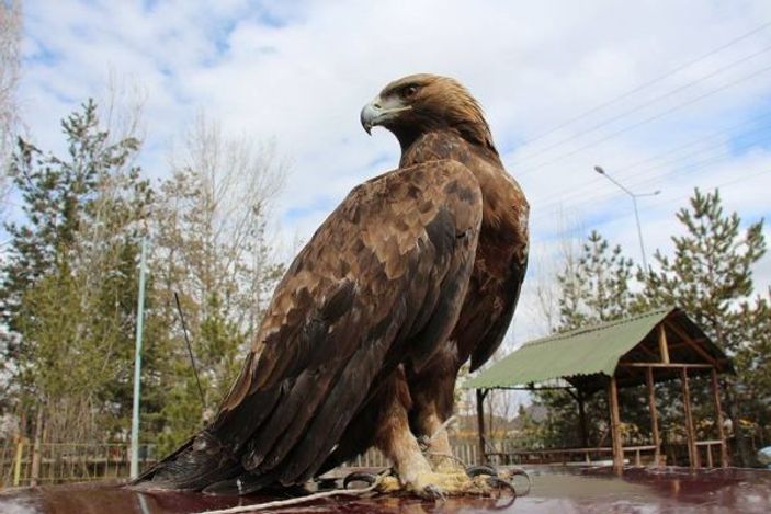 Yaralı kartala sahip çıktılar