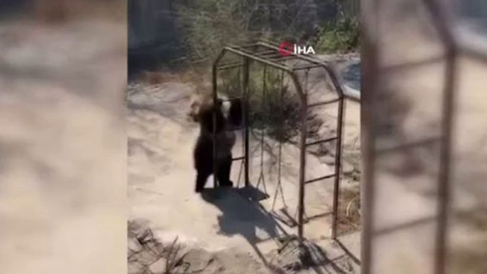 Deli dolu dans eden ayı