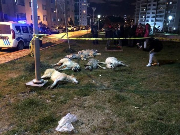 Ankara’da 13 köpek zehirlenerek katledildi
