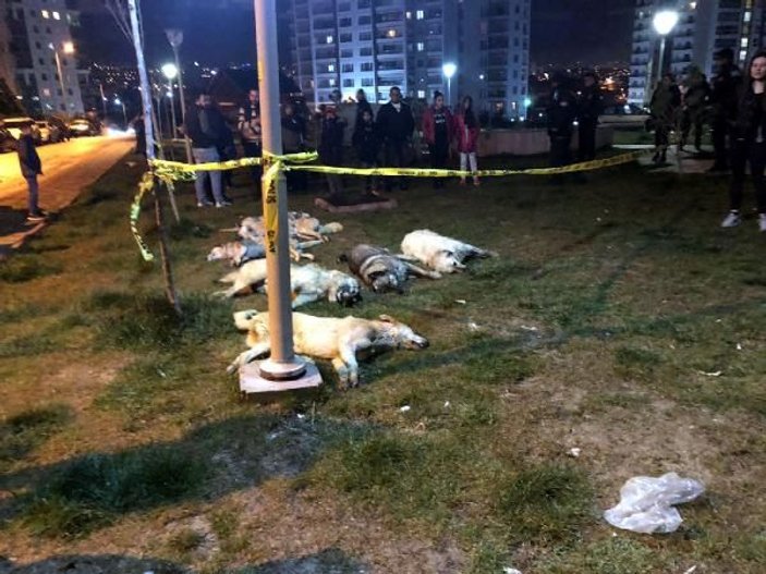 Ankara’da 13 köpek zehirlenerek katledildi