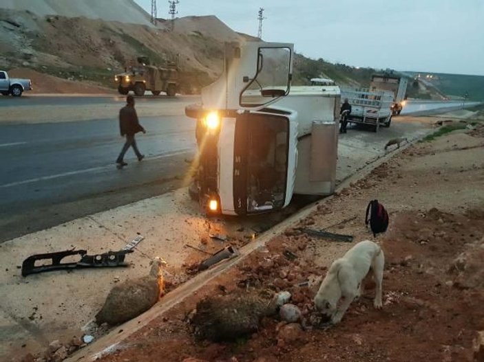 Diyarbakır'da kamyon koyun sürüsüne çarptı