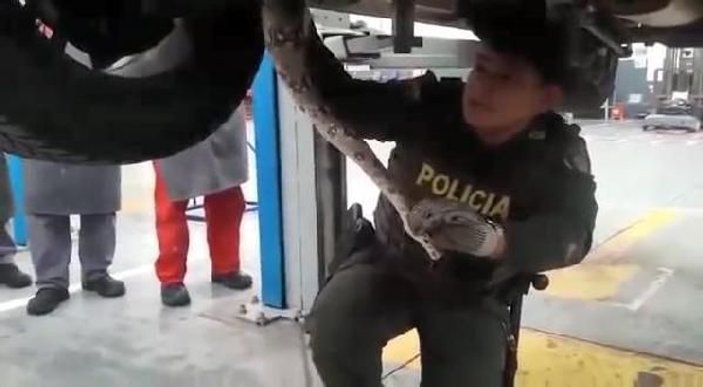 Kolombiya’da aracı arızalanan adama boa yılanı sürprizi