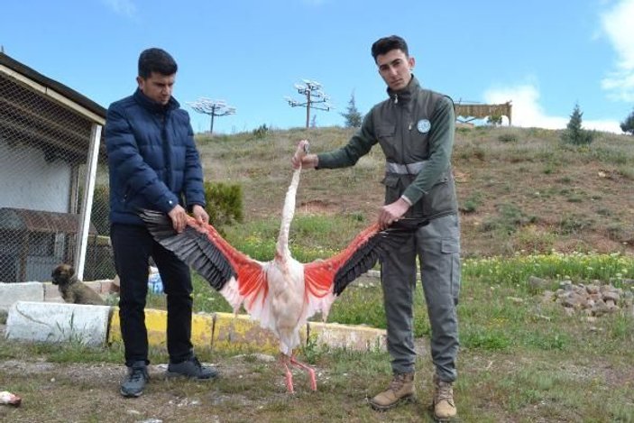 Aksaray'da göç yolundaki 4 flamingo öldürüldü
