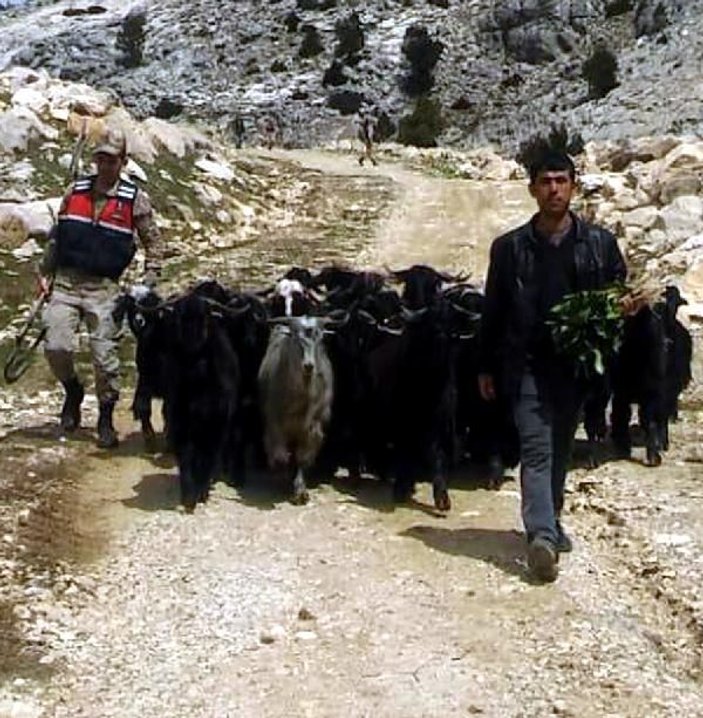 Kahramanmaraş'ta ahırdan kaçan keçileri jandarma buldu