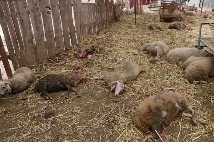 Ağıla giren köpekler, 42 koyunu telef etti