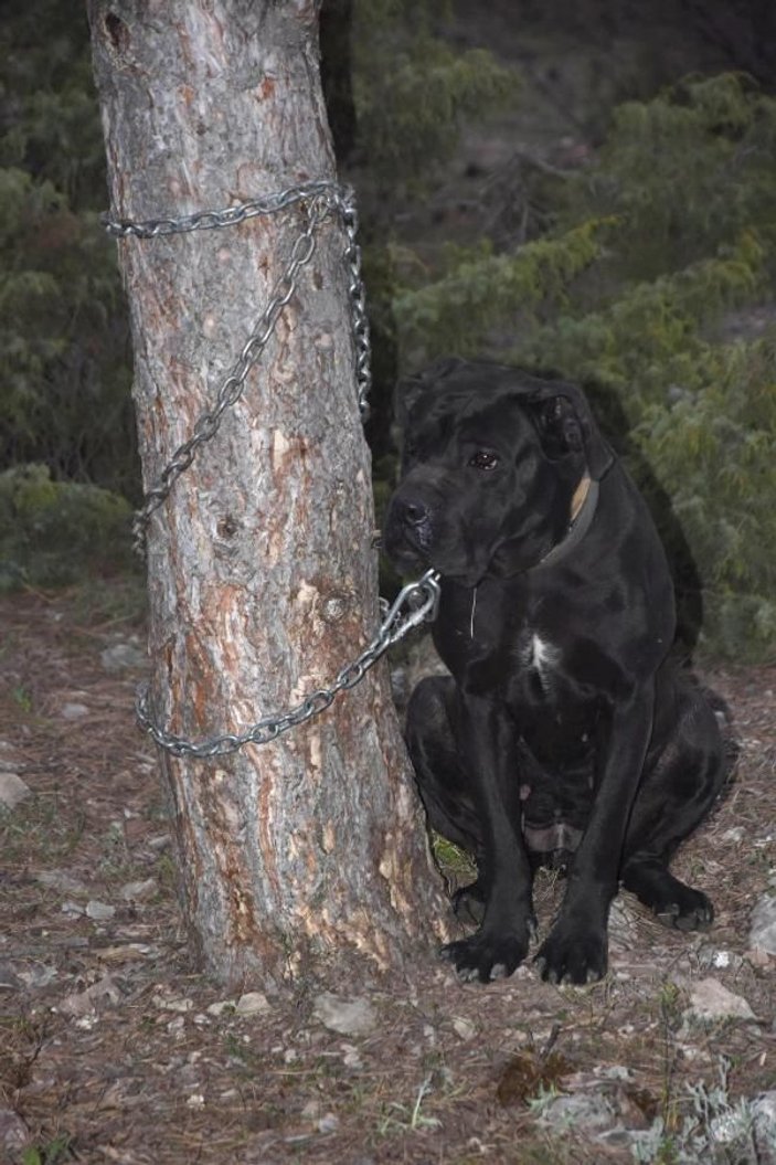 Köpeğe tecavüz iddiasıyla 2 kişiye gözaltı