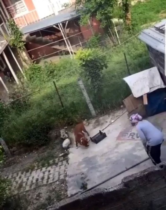 Köpekle kavga eden kadın
