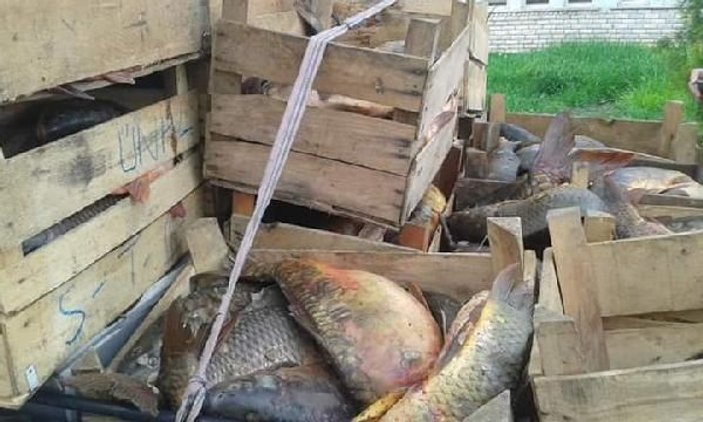 Elazığ'da 900 kilo kaçak balık ele geçirildi