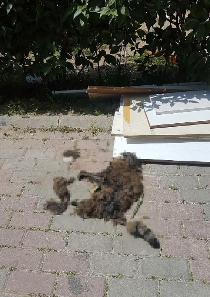 İzmir'de kedi evini yakan şüpheli yakalandı