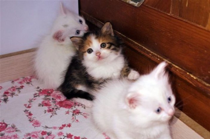Van kedilerine renkli kardeş