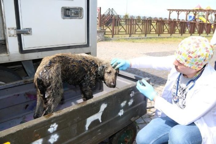 Ziftten kurtarılan köpek bakıma alındı