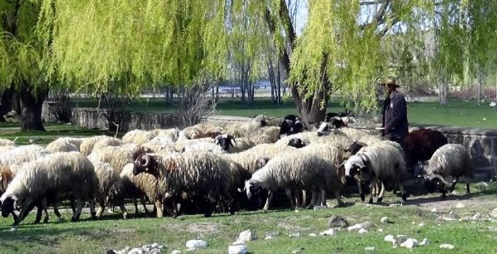 Kırgız çoban günde bir kitap bitiriyor