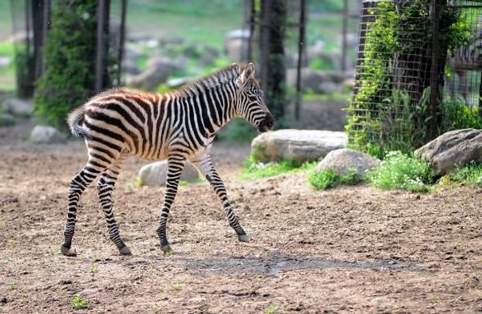 Bursa Hayvanat Bahçesi'nde zebra ailesine 3 yeni üye