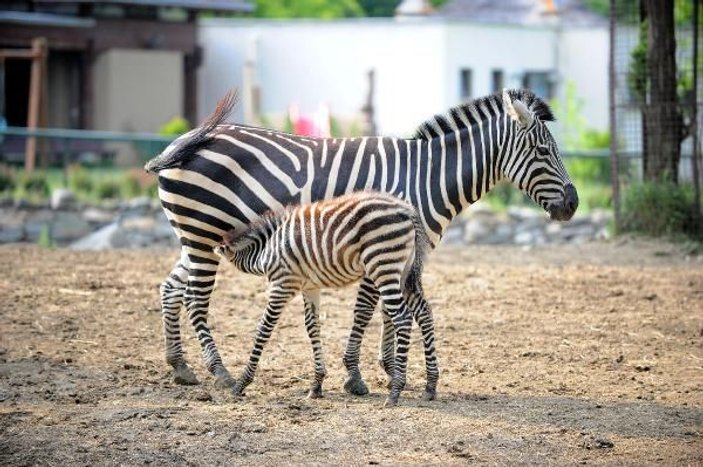 Bursa Hayvanat Bahçesi'nde zebra ailesine 3 yeni üye