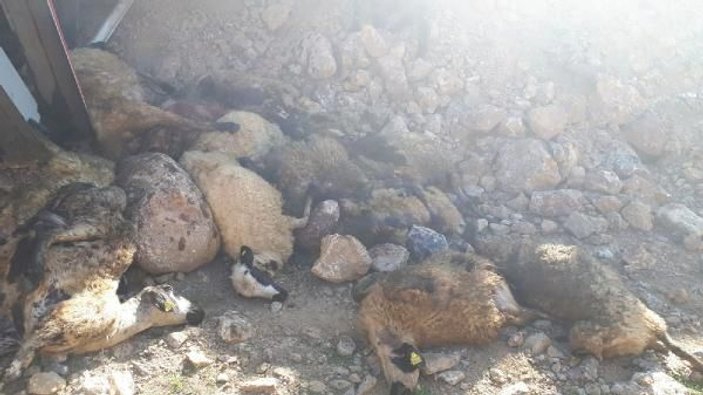 Bingöl'de hayvan taşıyan tır devrildi