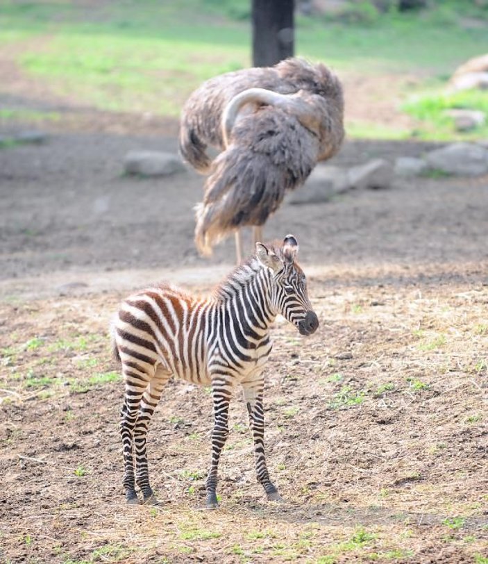 Bursa Hayvanat Bahçesi'nde zebra ailesine 3 yeni üye