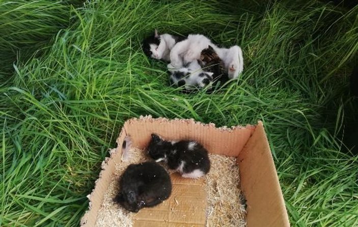 Yanan binadaki kedi ve 4 yavrusu kurtarıldı
