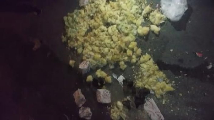 Yüzlerce civciv çöp konteynerinin önünde ölüme terk edildi